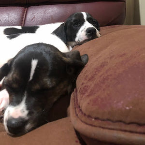 Meet your Posher, Jamal